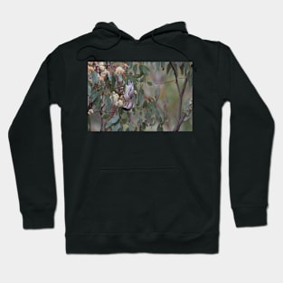 Red Wattlebird Hoodie